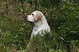 LABRADOR 1235